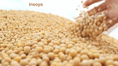 insoya